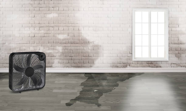 Best Sewage cleanup and water damage restoration  in Falling Water, TN